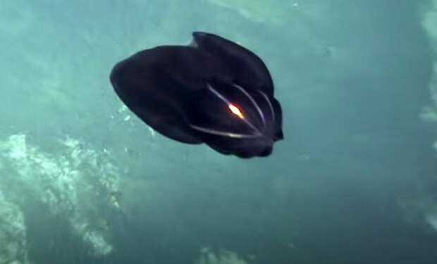 На глубине в 1127 метров камера батискафа зафиксировало неизвестное создание