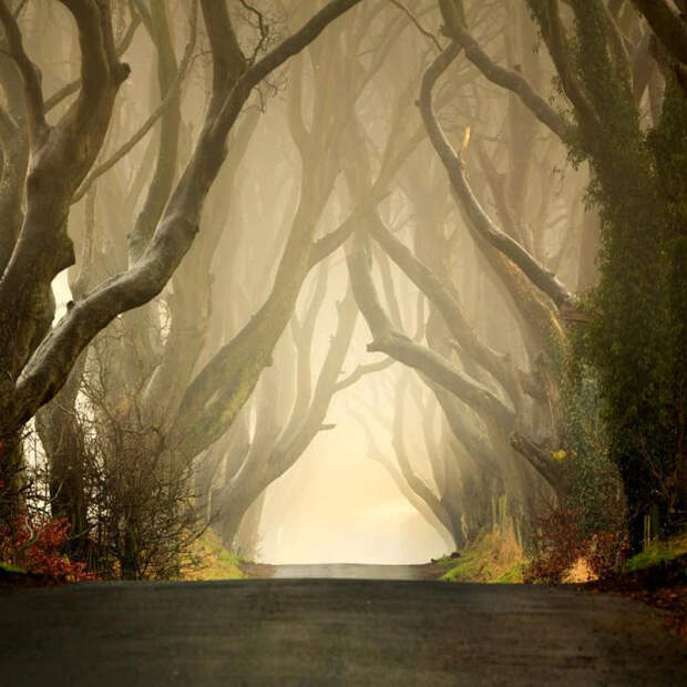 Mysterious trees in Ireland - 1