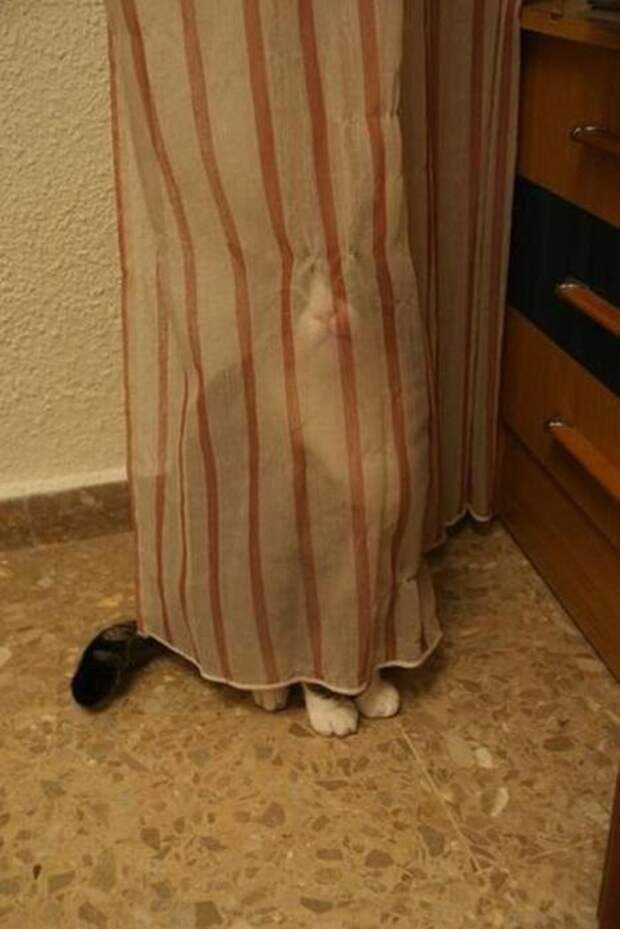 Котики