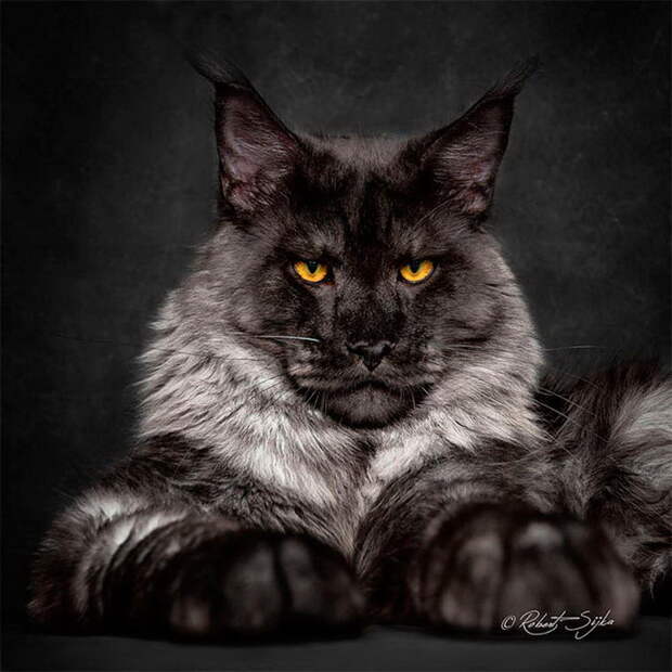 Красота мейн-кунов в фотографиях Robert Sijka