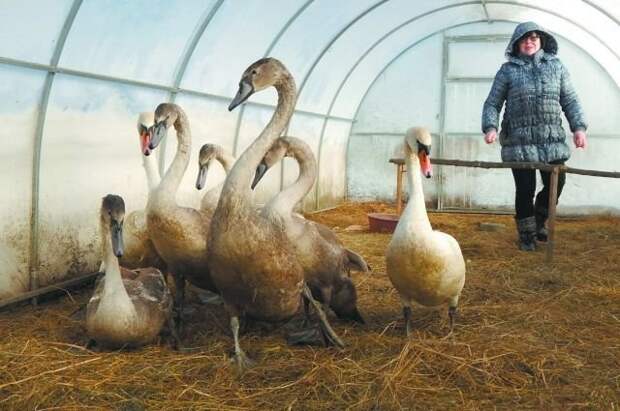 В Псковской области семью лебедей, не долетевшую до теплых краёв, приютила во дворе хозяйка кафе история, птицы, спасение