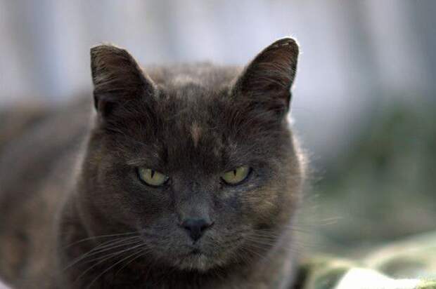 Боевые Коты... разное, животные