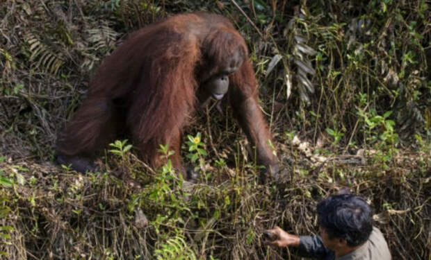 Мужчина упал в болото в джунглях: на помощь пришел орангутан и протянул руку