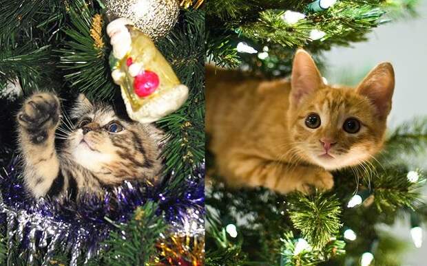25 домашних животных, которые помогают украшать дом