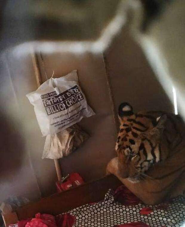 тигр на кровати