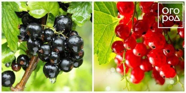 Коллаж - смородина 