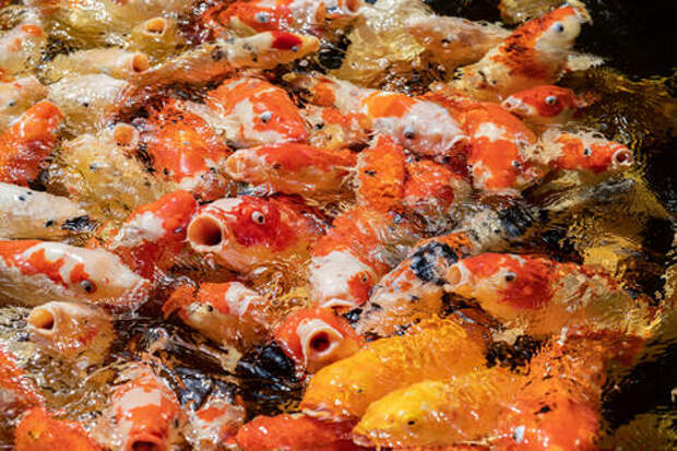 Учёные вывели вид карпа почти без костей, чтобы его было удобнее есть