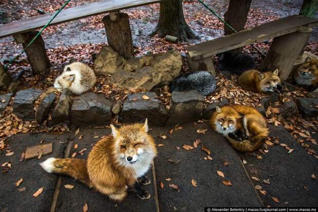 Лисья республика животные, лисы, япония