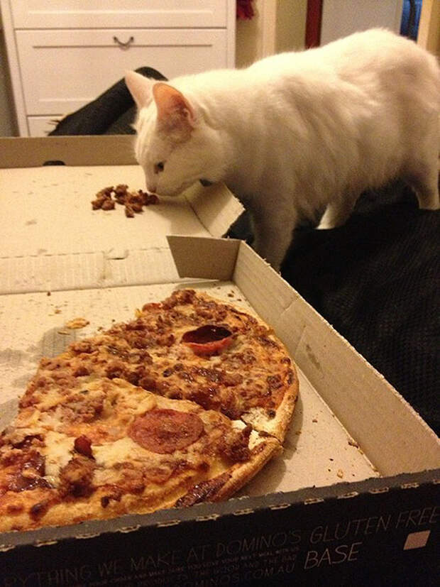 Толстокоты FatCats18 Толстокоты
