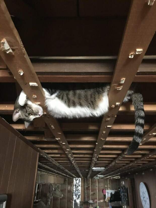 20 самых внезапных котов в мире 20 самых внезапных котов в мире