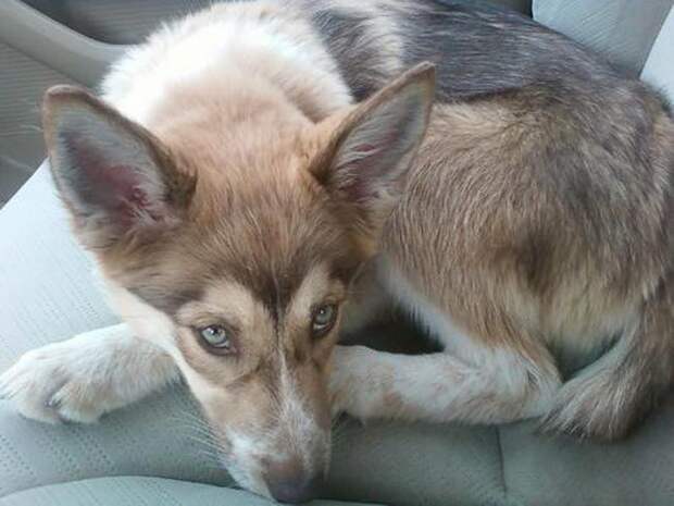 морды спасенных собак, счастливые спасенные собаки, собаки по дороге в новый дом, 