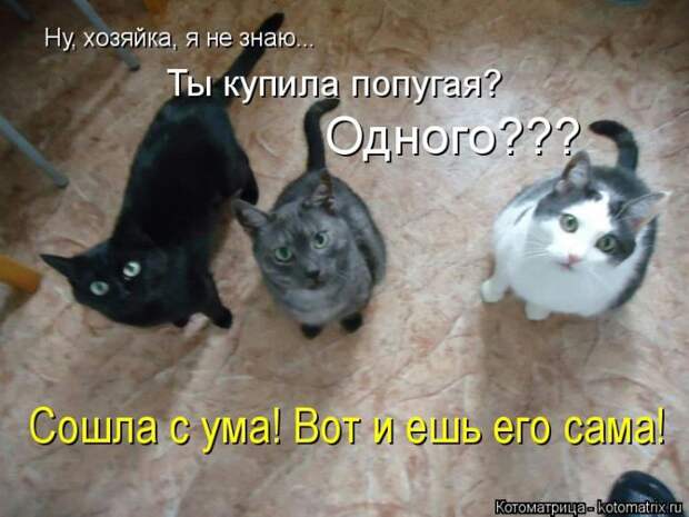 Лучшие котоматрицы недели (50 фото)