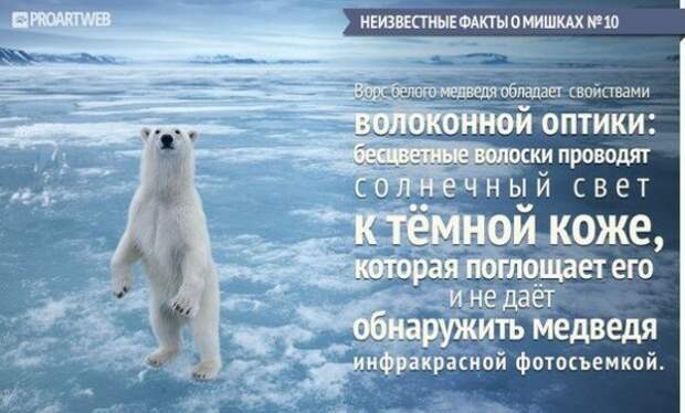 Неизвестные факты о мишках медведи, факты, фауна