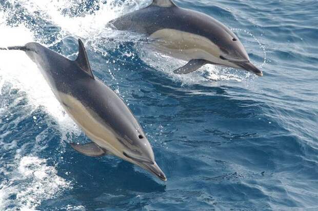 4. Дельфины - очень дружелюбные создания МИФ И ПРАВДА, животные, животный мир, интересные факты, миф, познавательно, факты о животных