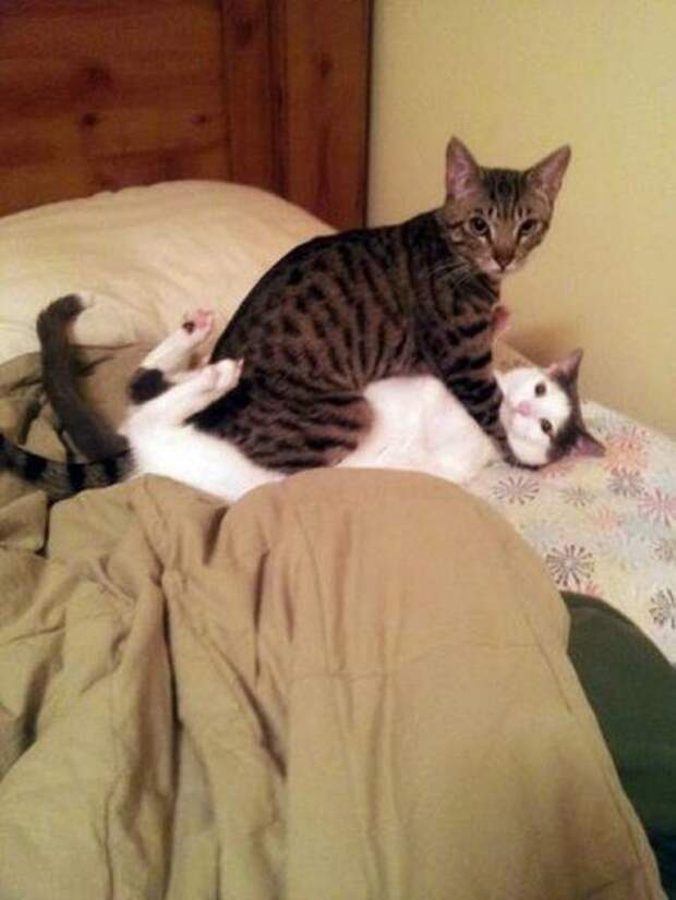 Кошачьи обнимашки