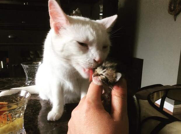Без кота и жизнь не та
