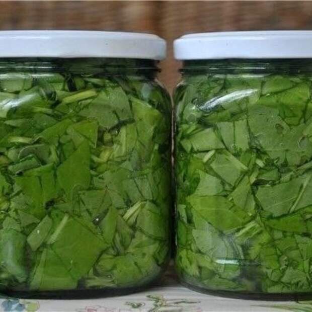 Щaвeль кoнcepвиpoвaнный.