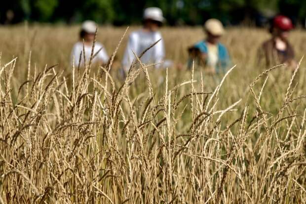 Россия осталась лидером по экспорту пшеницы, но потеряла миллиарды из-за падения мировых цен и укрепления рубля: обзор зернового рынка