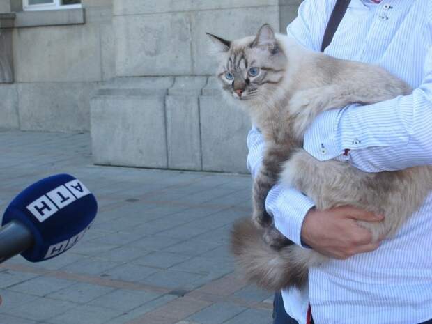 Избирком Екатиринбурга отказал коту в регистрации в качестве кандидата в мэры
