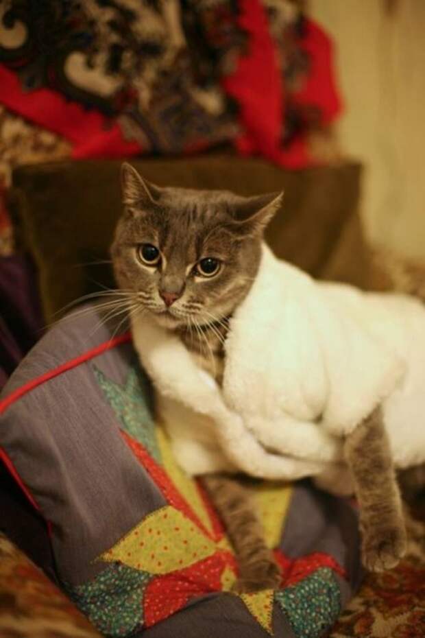 Коты и кошки в одежде (28 фото)