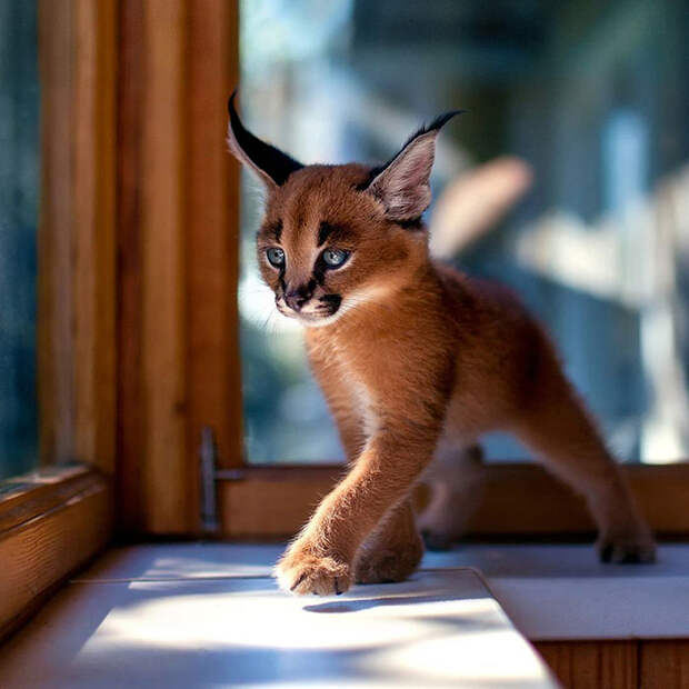 Не то кот, не то рысь. Каракал — самая красивая порода кошек в мире!