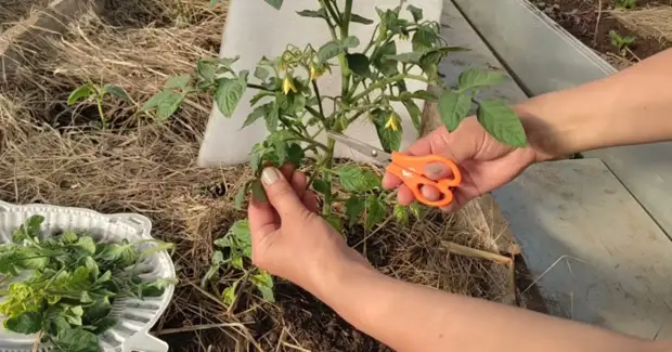 Секреты правильного пасынкования помидоров