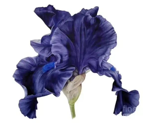 �������� Marie Burke. ��������� ��������