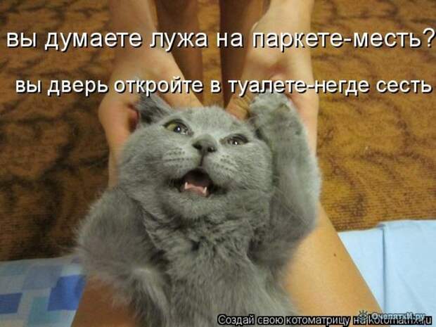 Смешные кошки в котоматрице 23