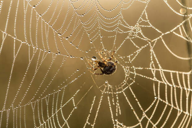 Independent: в Англии выросло число госпитализаций из-за укусов пауков