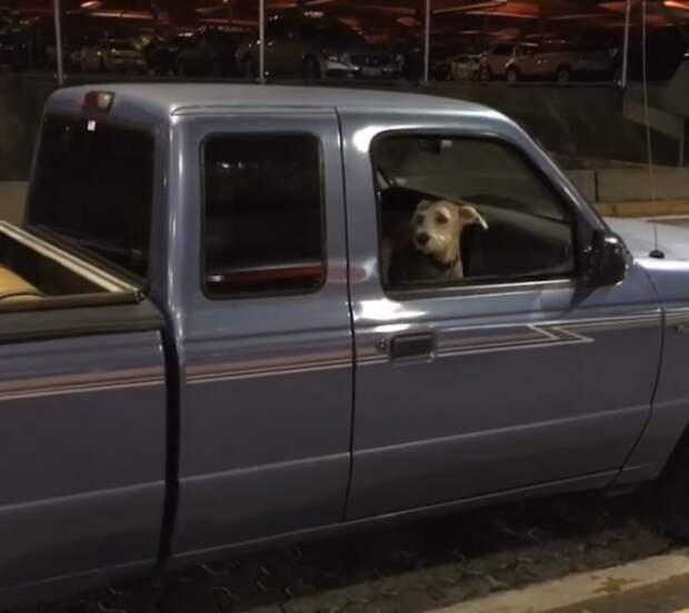dog