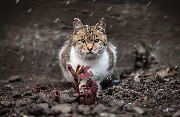 Animal Portraits