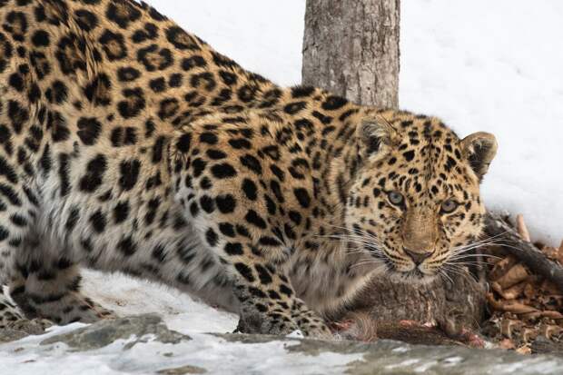 Дальневосточные леопарды оказались в прицеле фотографов