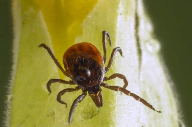 Профессор Маталин рассказал, чем опасны клещи весной