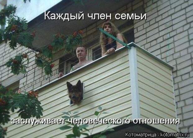 Котоматрицы (картинки с надписями)