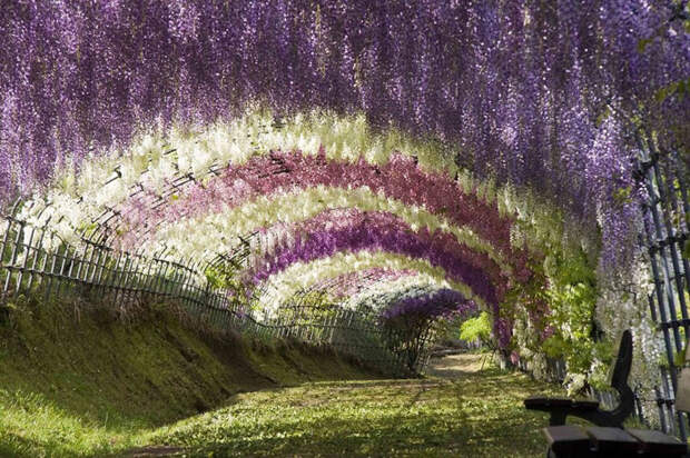 Сюрреалистический тоннель из глициний в Японии красивые места, красота, невероятные места, фото