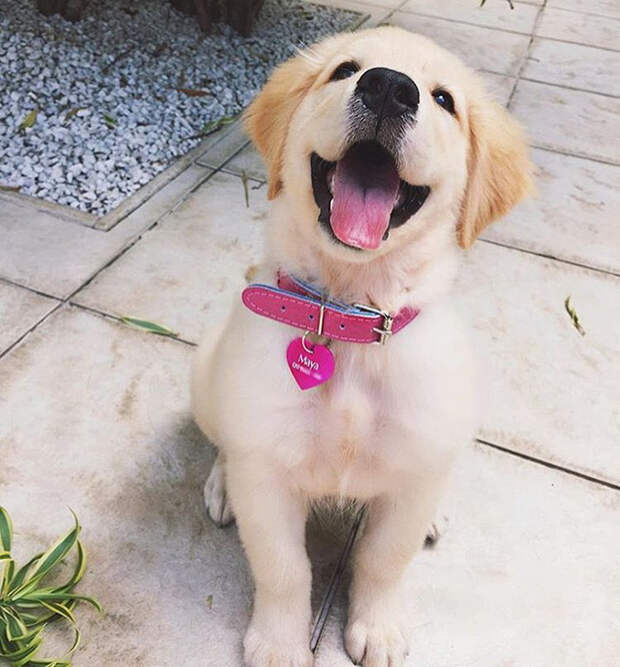 Так выглядит настоящее собачье счастье! собаки, счастье