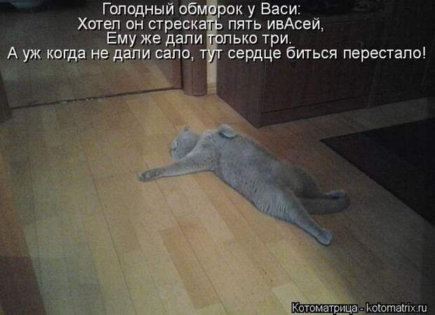 Лучшие котоматрицы недели Лучшие котоматрицы недели