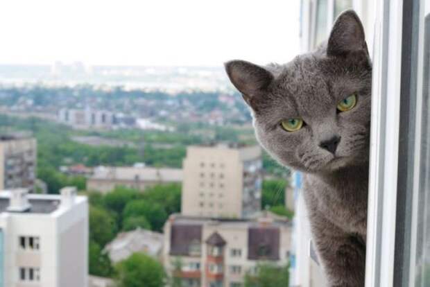 Любопытные коты (24 фото)