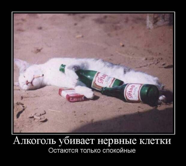 Позитивные и смешные демотиваторы для веселья (11 фото) Позитивные и смешные демотиваторы для веселья (11 фото)
