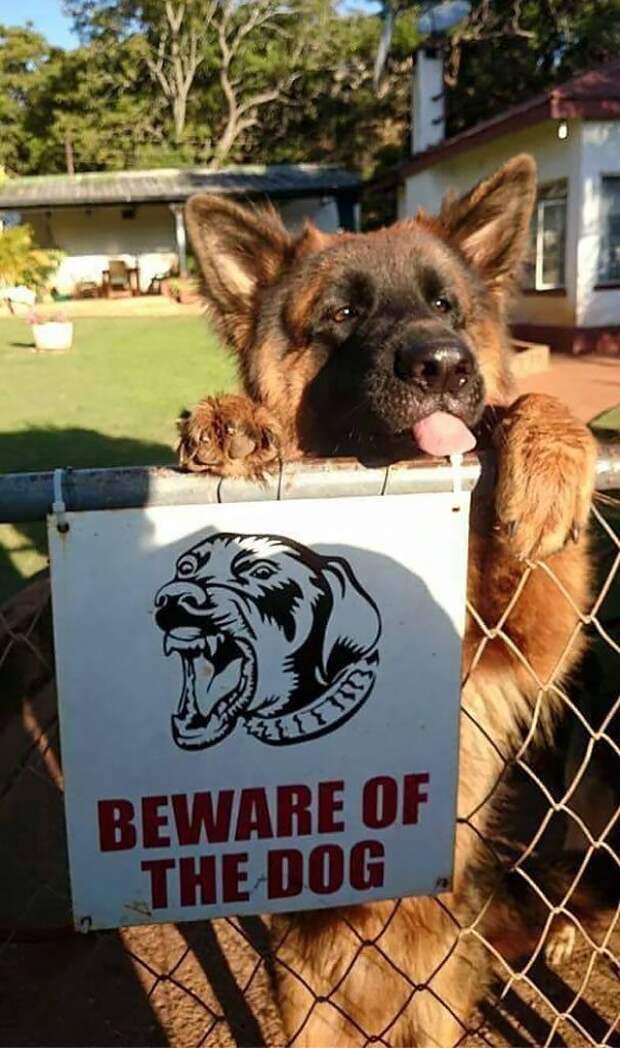 Осторожно, злая собака!))