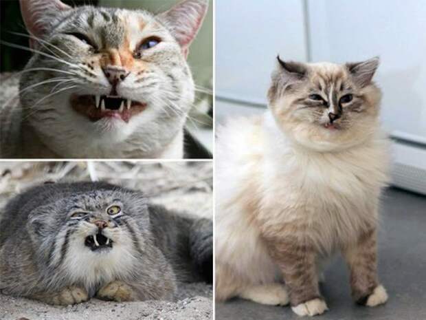 Чихающие кошки, которые вызовут у вас улыбку (16 фото)