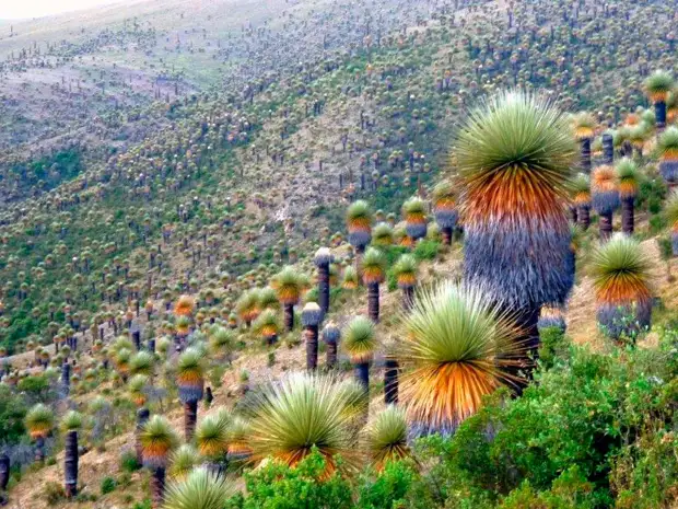 ���� ��������