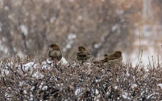 Рязанцев приглашают считать воробьев