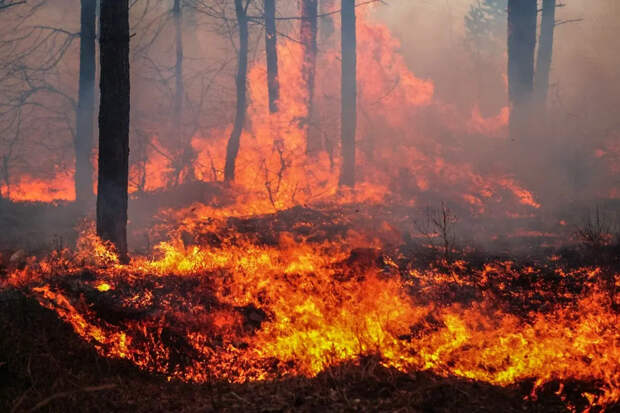 Пожар на Кушелевской дороге. Рядом заправка: что известно к этой минуте