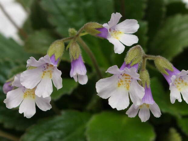 Haberlea rodopensis на фото