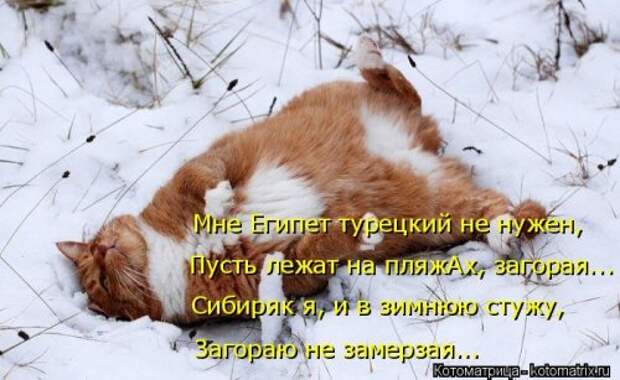 Свежая котоматрица на Бугаге (37 фото)