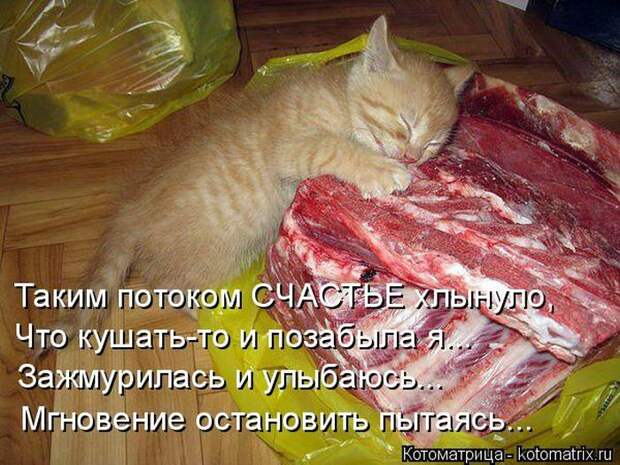 Без кота жизнь не та (27 фото) Без кота жизнь не та (27 фото)