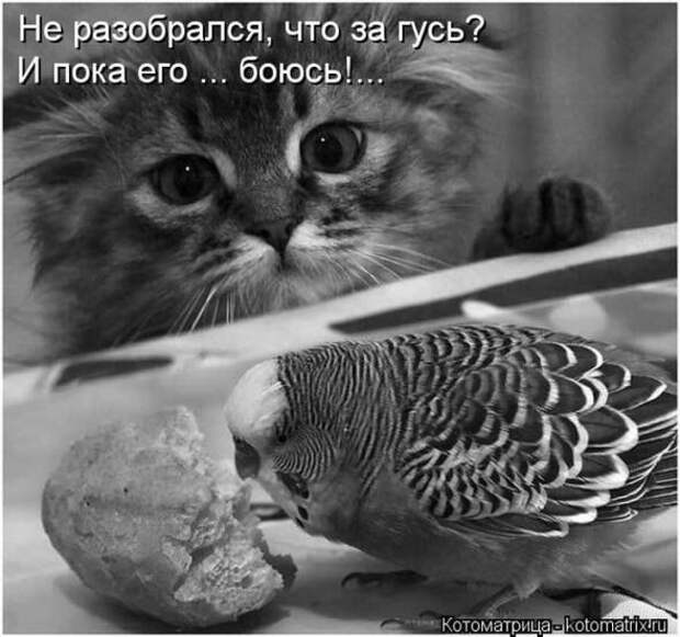Котоматрицы(картинки с надписями)