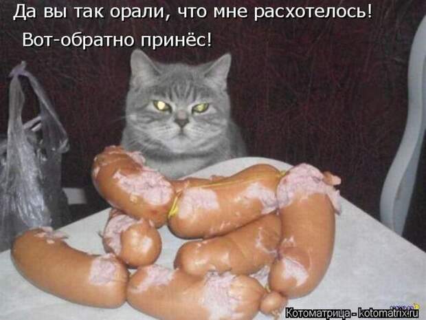 Лучшие котоматрицы недели (50 фото)