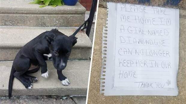 puppy-abandoned-pizza-note-today-171019-tease_70caee93c7066e544a0e918fc4662a65.today-inline-large